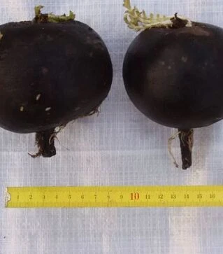 Насіння редису Пантер, 1 кг (Semo)