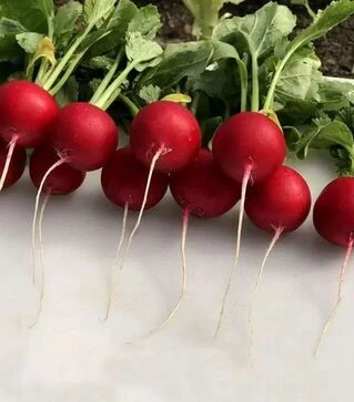 Насіння редису Аутелла F1, п.о. 50 тис. насінин, 3,2-3,4 калібр (Hazera)