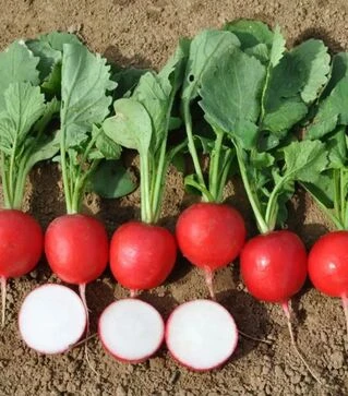 Насіння редису Меліто F1, п.о. 50 тис. насінин, 3,0-3,2 калібр (Hazera)