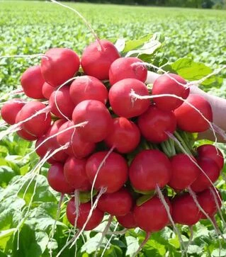Насіння редису Розетта F1, п.о. 50 тис. насінин, 2,5-2,75 калібр (Bejo)