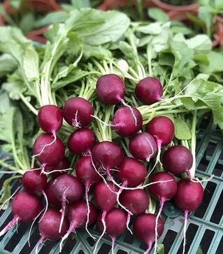 Насіння редису Пурпелла F1, п.о. 25 тис насінин (Hazera)