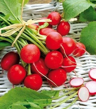 Семена редиса Сакса 2, 1 кг (Semo)