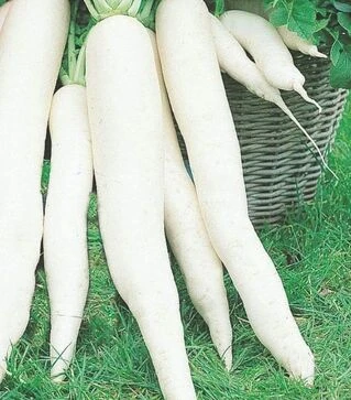 Семена редьки Япана F1, 400 г (Semo)