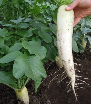 Семена редьки Ярола F1, 400 г (Semo)