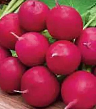 Насіння редису Черрі Белле Hortus, 500 г (Коуел)