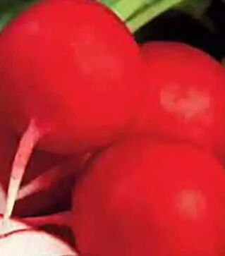 Семена редиса Красный Гигант Hortus, 500 г (Коуэлл)