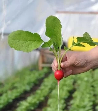 Насіння редису Прада F1, 1 кг (Libra Seeds)