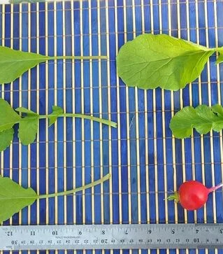 Насіння редису Прада F1, 1 кг (Libra Seeds)