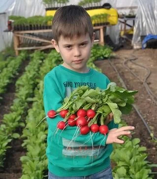 Насіння редису Прада F1, 1 кг (Libra Seeds)