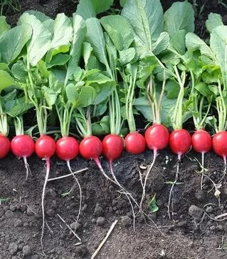 Насіння редису Прада F1, 1 кг (Libra Seeds)