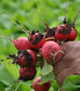 Насіння редису Прада F1, 1 кг (Libra Seeds)