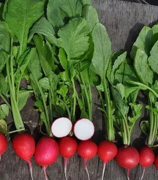 Насіння редису Прада F1, 1 кг (Libra Seeds)