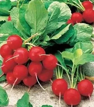 Семена редиса Шахри F1, 500 г (Nasko)