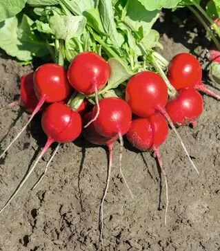 Семена редиса Роксан F1, п.е. 10 тыс. семян, 2,5-2,75 калибр (Bejo)