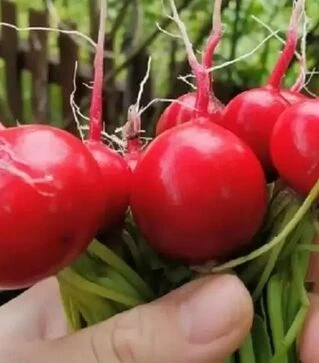 Семена редиса Роксан F1, п.е. 10 тыс. семян, 2,25-2,5 калибр (Bejo)