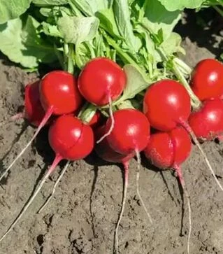 Семена редиса Роксан F1, п.е. 10 тыс. семян, 2,25-2,5 калибр (Bejo)