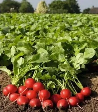 Семена редиса Роксан F1, п.е. 10 тыс. семян, 2,25-2,5 калибр (Bejo)