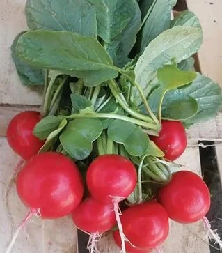 Семена редиса Розетта F1, п.е. 10 тыс. семян, 2,5-2,75 калибр (Bejo)