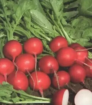 Семена редиса Ровер F1, п.е. 10 тыс. семян, 2,25-2,5 калибр (Bejo)