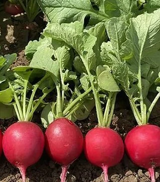 Семена редиса Пепито F1, п.е. 10 тыс. семян, 3,4-3,6 калибр (Hazera)