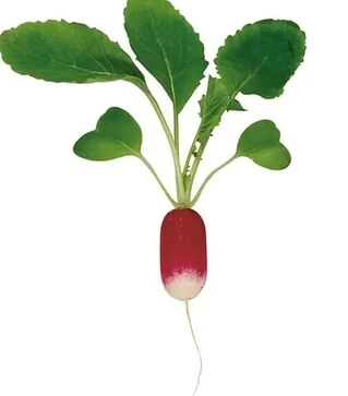 Насіння редису Трето F1, п.о. 10 тис. насінин, 3,0-3,2 калібр (Syngenta)