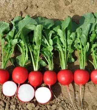 Семена редиса Донато F1, п.е. 10 тыс. семян, 3,0-3,2 калибр (Hazera)