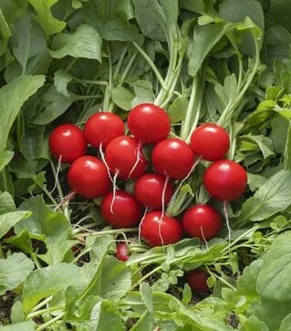 Насіння редису Саріта F1, 250 г (Enza Zaden)