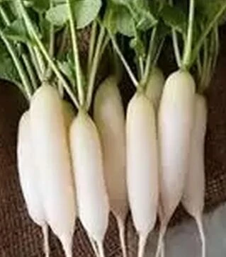 Насіння редьки ТІ-150 F1, 100 г (Takii Seed)