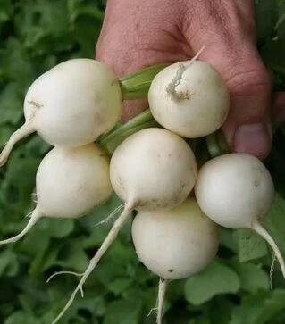 Семена редиса Бланка, 250 г (Semo)