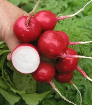 Насіння редису Кварта, 1 кг (Semo)