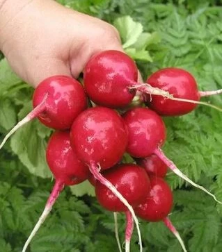 Насіння редису Кварта, 1 кг (Semo)