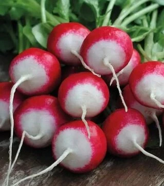 Семена редиса Дуо, 1 кг (Semo)