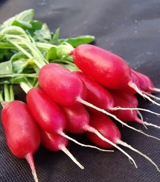 Семена редиса Форум, 250 г (Moravoseed)