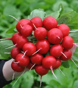 Насіння редису Дієго F1, п.о. 50 тис. насінин, 3,4-3,6 калібр (Hazera)