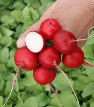 Насіння редису Катрена F1, 50 г (Semo)