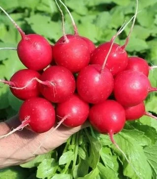 Семена редиса Квинтара F1, 100 г (Semo)