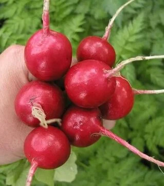 Насіння редису Квинта, 250 г (Semo)