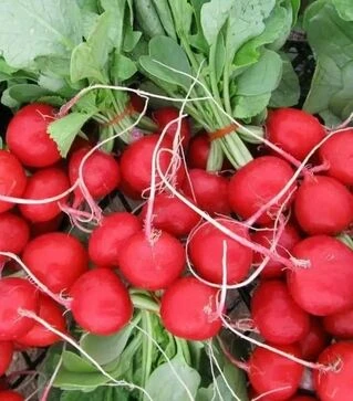 Семена редиса Лаурелла F1, 500 г (Hazera)