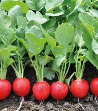 Семена редиса Лаурелла F1, 500 г (Hazera)