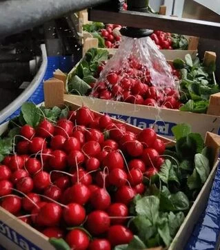 Семена редиса Лаурелла F1, 500 г (Hazera)