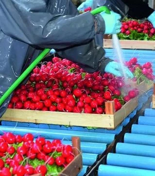 Семена редиса Лаурелла F1, 500 г (Hazera)