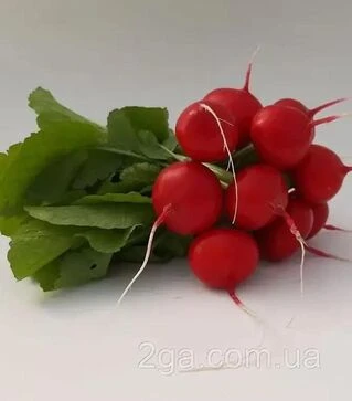 Семена редиса KS 1297 F1, 250 г (Kitano Seeds)