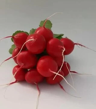 Насіння редису KS 1297 F1, 250 г (Kitano Seeds)