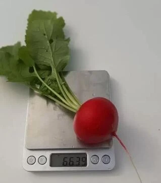 Насіння редису KS 1297 F1, 250 г (Kitano Seeds)