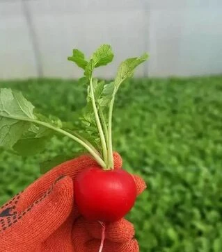 Насіння редису KS 1297 F1, 250 г (Kitano Seeds)