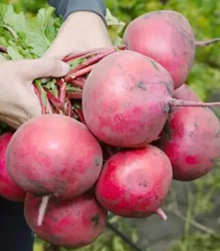 Семена редьки КС 2078 F1, 50 г (Kitano Seeds)
