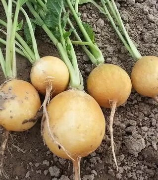 Семена редиса Злата, 1 кг (Moravoseed)