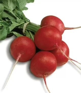 Семена редиса Сора, 250 г (Hild Samen)