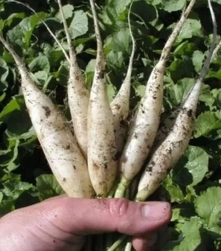 Семена редиса Рампоуч, 250 г (Semo)