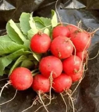 Семена редиса Селеста F1, 250 г (Vitalis)